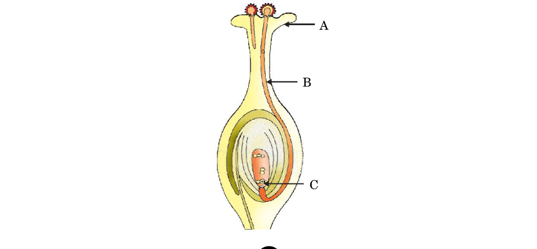 diagram for Differentiate self vs cross pollination (with flower parts/diagram)